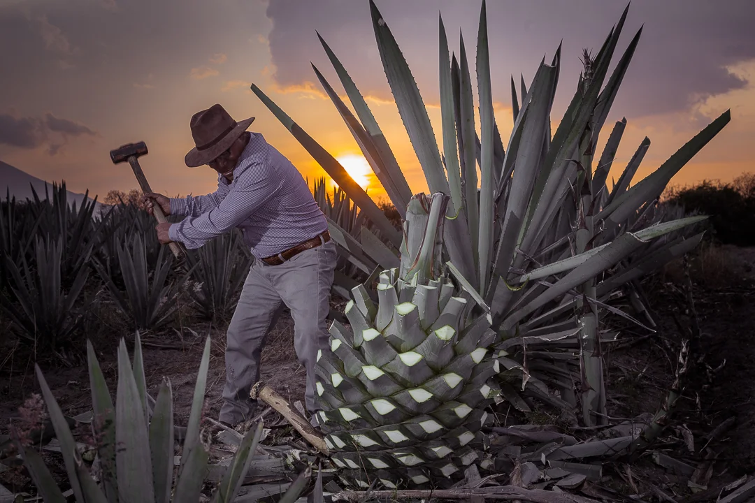 Cosecha de Agave al Atardecer
