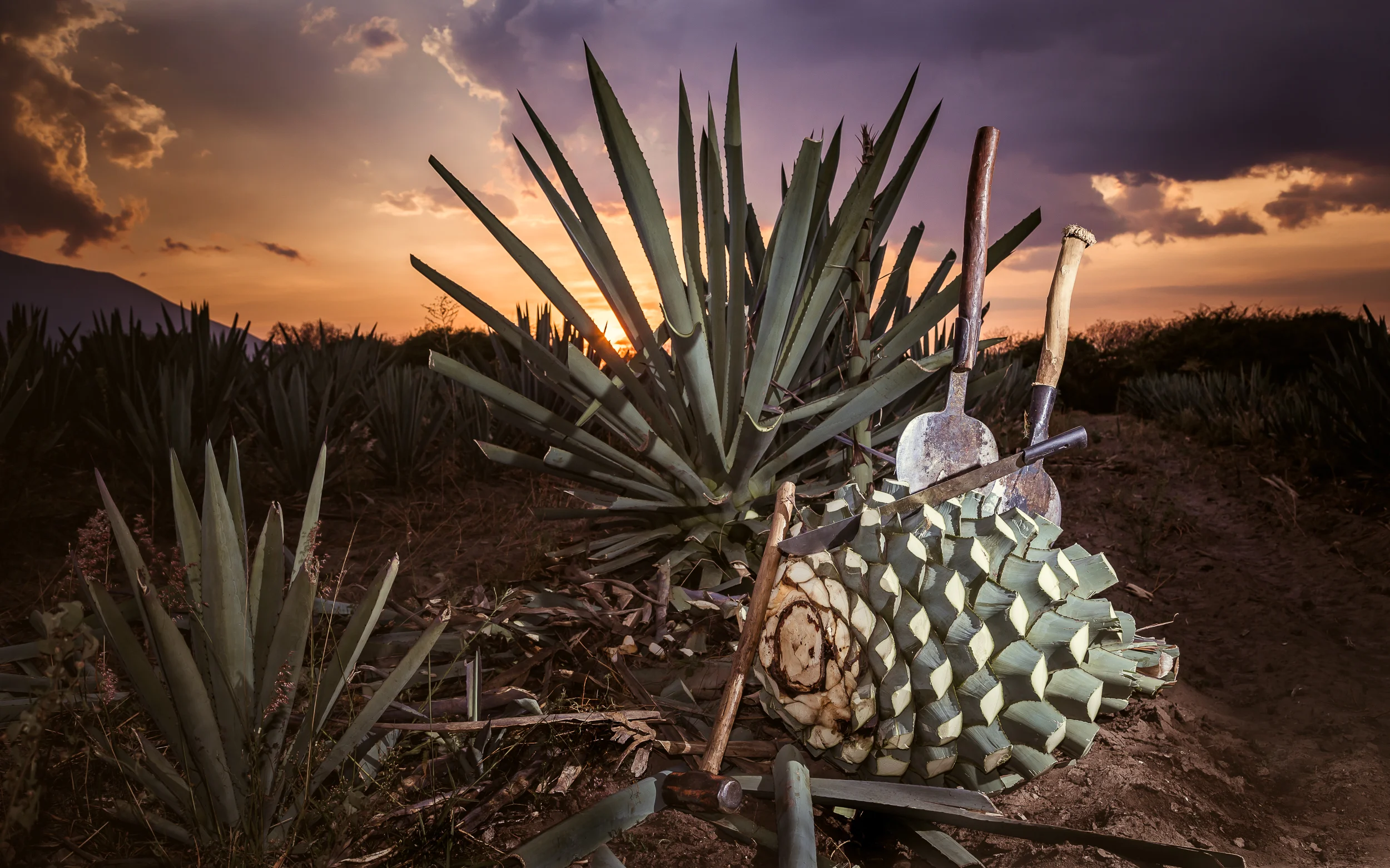 Agave y Herramientas